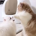 遊びに誘ってきた『弟分の犬』に……猫がとった『まさかの行動』が可愛すぎ…