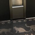 帰宅したら、玄関ドアのガラス越しに『猫』が…思わず笑ってしまう瞬間…