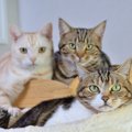 猫を『多頭飼育』するなら、事前に知っておきたい4つの注意点　相性や順番…