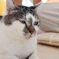 ママのことが好きすぎる『甘えん坊猫の1日』に密着した結果…たまらなく可…