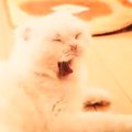 『あくびする猫』を印刷したら、たった1つのミスで…『バケモノが誕生…