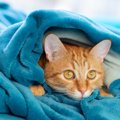 猫用ヒーターの人気商品9選！おすすめの選び方や使う時の注意点