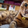 ニャーン♡甘えた鳴き声がキュートな猫さん♪