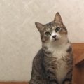 猫は『孤独が好き』ってほんと？