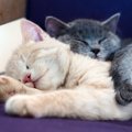 猫はどんな『夢』をみるの？人とは違う猫の睡眠の秘密4つ