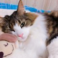 猫にも個体差がある！その子に合った可愛がり方を見つける方法