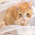 猫が『ビニール』を噛もうとする理由3選　危険なトラブルの可能性、やめさ…