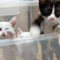 保護子猫たちの『体重測定』をしたら…元気すぎて逃走する様子が面白い…