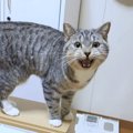 『膝に乗らせてニャ』甘えたくて何度もお願いする猫に90万人が大悶絶 …