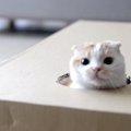 平たいダンボール箱でも入って遊んじゃう猫さん！