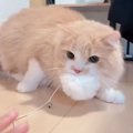 猫『このボンボンは渡さねぇ！』お気に入りのおもちゃを全力で守る光…