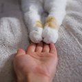 猫が飼い主の顔をチョイチョイしてくる４つの心理