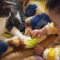 一緒にくつろいでいた『赤ちゃんと猫』を見守っていたら…涙が出るほど…