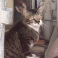 『資材置き場で出会った猫』をお世話した結果…現在の『まさかの様子』…