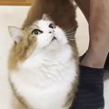 パパが現れると『足元に駆け寄る猫』→後を追って…まるでRPGのような光…