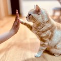 猫が前足で『ちょいちょい』触ってくる理由5つ　どんな意味があるの？…