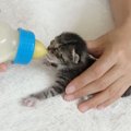 「尊い…」赤ちゃん猫たちに『ミルク』を与えた結果→微笑ましすぎる光…