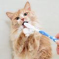 猫の『歯磨きをサボる』と起こりうるリスク3つ　習慣にすべき理由や嫌がる…