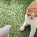 ガラス越しの交流会♪まったり寛ぐ猫ズ