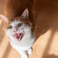 猫が『早朝に激しく鳴く』5つの原因　「お腹空いた！」以外のきっかけも