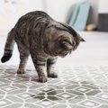 猫の『粗相・嘔吐の跡』をきれいに掃除する方法4選　ニオイや汚れを取…