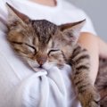 愛猫の「ストレスをためない」ための3つの方法　メンタルケアでしてあげた…