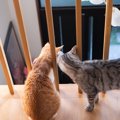 猫が家の中を『パトロール』している理由3つ　どんな意味があるの？注意が…