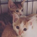 『ずっとかわえええ』保護した2匹の子猫→成長した現在の様子が…尊いビフォ…