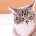 猫が『不機嫌』になるのはどんな時？5つのシーン