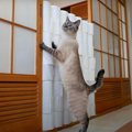 猫ちゃん、トイレットペーパーの壁に挑む！果たして越えられるのか？！