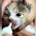 焼き肉をしていたら、資材置き場から『子猫の鳴き声』が聞こえて…『一家総…