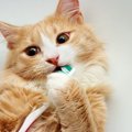 猫にはかえって危険になる『ダメな歯磨き方法』3選　正しい磨き方のアドバ…