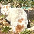 『ガリガリでボサボサだった野良猫』を保護→愛情を注いだ結果…別猫のよう…