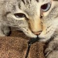 夢中になってチャックで遊ぶネコ→やめてもらおうと指で止めたら…『尊…