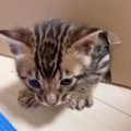 産まれた時からおっきめ猫ちゃん♡1歳までの成長記録！