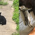 飼い猫のもとを訪れた臨月の黒猫…緊迫する出産の行方は？