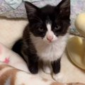 寝ている間に友人が帰ってしまったら、子猫が…まさかの『拗ねてしまった光…