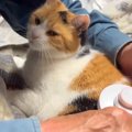 お父さんが愛猫のブラッシングをした結果…思わず胸がギュッとなる『信頼し…