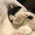 優秀な飼い主が絶対に猫にしないこと５つ