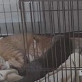 『子猫とカワウソのお留守番』を隠し撮りしてみたら…泣けるほど『可愛…