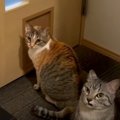 びっくりの渋滞！？大慌てで焦る猫ちゃんたちにご注目