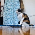 テレワーク中の飼い主さんにかまってほしい猫…会話ボタンで『猛アピールす…