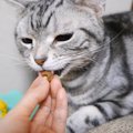 甘えん坊猫ちゃん、「あーん」を求む♡