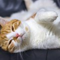 猫が『目を細めている』ときのキモチ4選　実は猫からあなたへの“愛の…