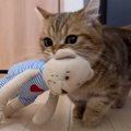 『おもちゃを運んできた子猫』飼い主に「どうぞ」と渡す姿が可愛いと…