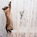 猫との暮らし、あえて知ってほしい『ネガティブ』なこと5選　爪とぎ、安眠…