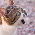 発情期になった猫の鳴き声について 2つの対策とやってはいけない事