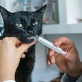 猫に『お薬を上手に飲ませる』秘策3選　ペッと吐き出す、泡ブクブク……