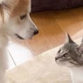 命を救われた子猫が優しい先住犬と出会った結果…5年間の軌跡と『現在の様…