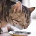 猫が『少しだけご飯を残す』ときの理由5つ　片付けても大丈夫？対処法まで…